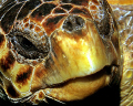 That's close ! Head of a "caretta caretta" sea-turtle. CANON 40D + 60mm macro lens. Ike DS-125 strobe. No crop. 